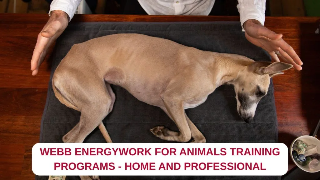 WEBB Energywork for Animals