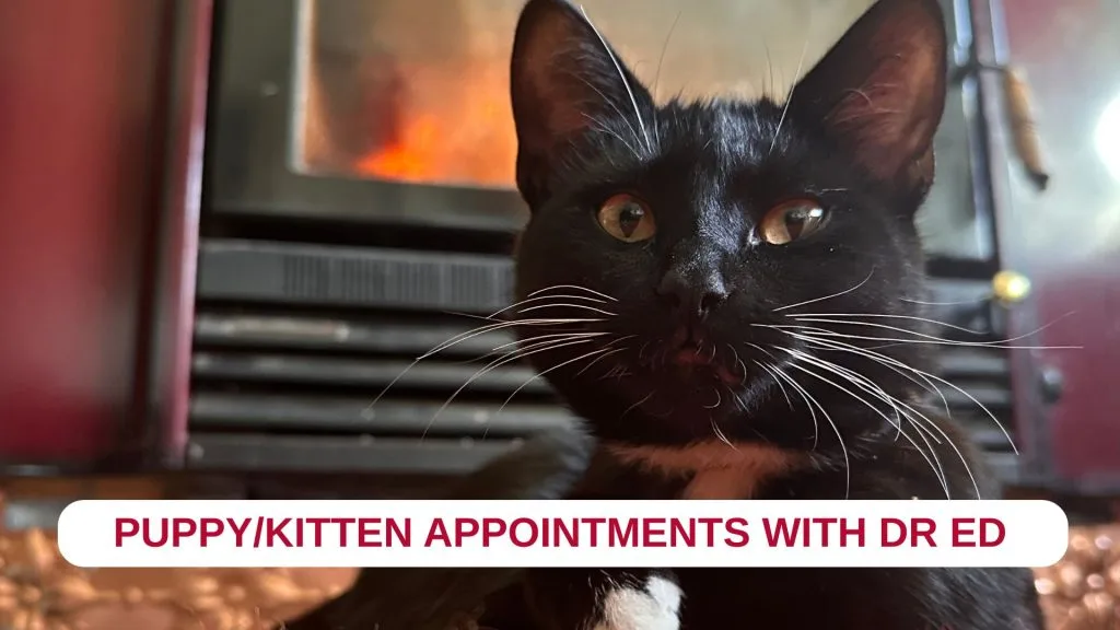 Puppy & Kitten Care