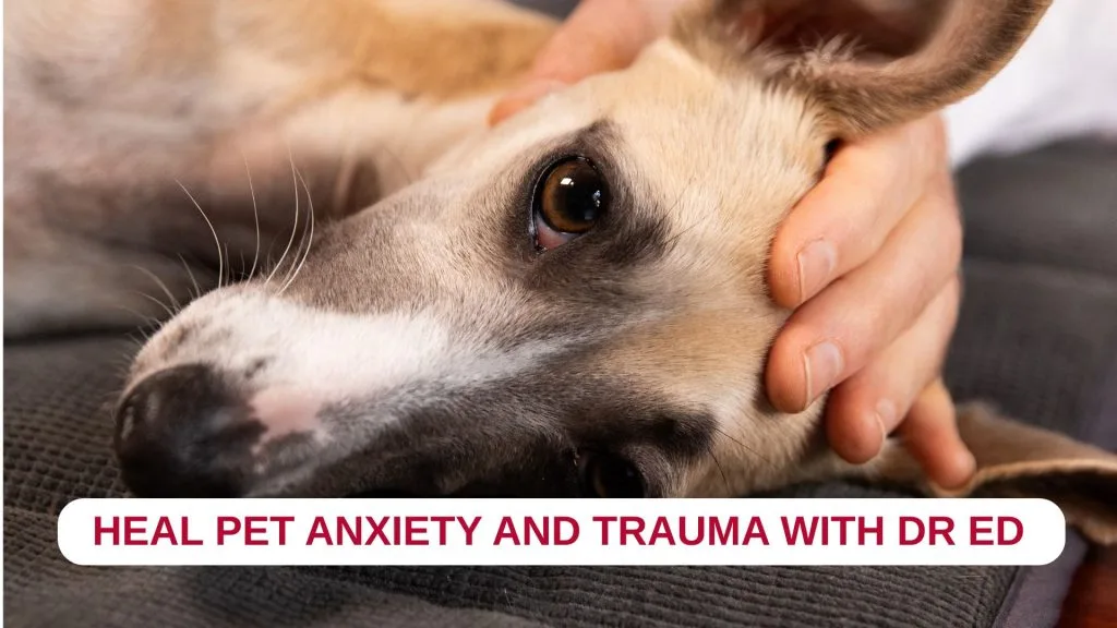 Anxiety & Trauma Healing